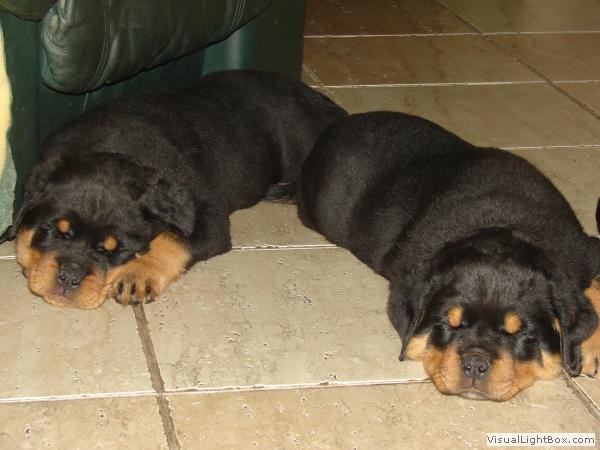 puppies 7weeks10