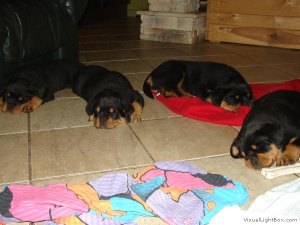 puppies 7weeks11