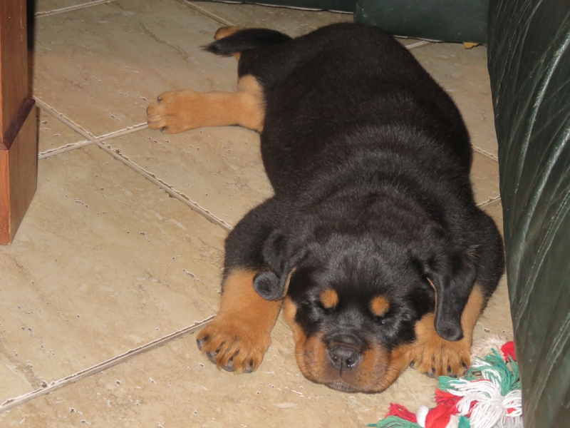 Puppies Zizi & Kong 8 weeks