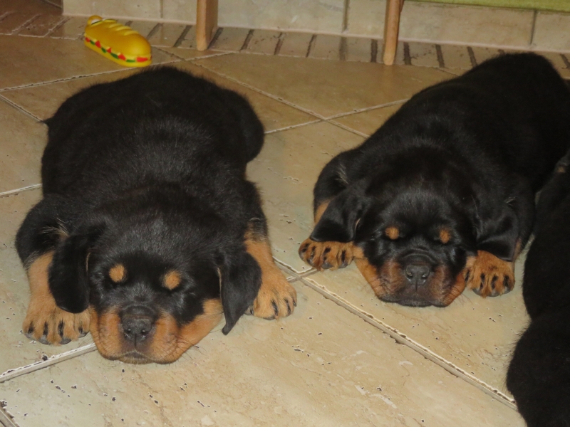 Puppies Zizi & Kong 8 weeks