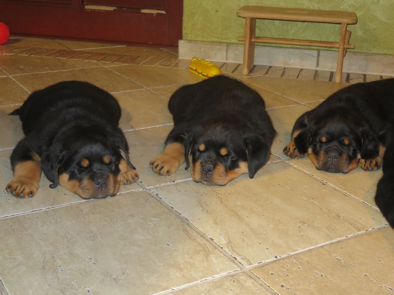 Puppies Zizi & Kong 8 weeks