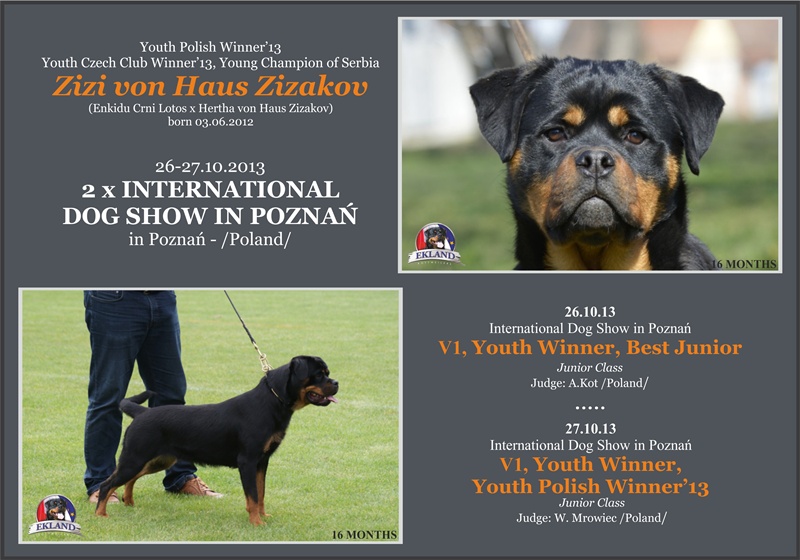 zizi 2dogshow