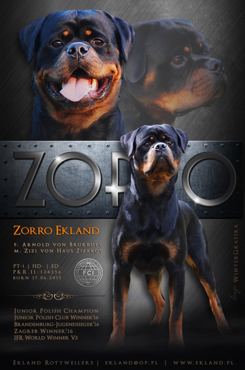 advertisement zorro